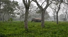Man chases elephant after being chased himself in northeastern India