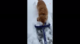 'Adorable Golden Retriever MAD at shovel for removing snow'
