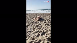 'Therapy dog hits the beach for a decompression walk following a busy day at work'
