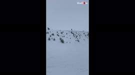 'Skier rolls over in snow after stumbling over winter plant | Ultimate Winter Fail'