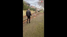 Excited dog can't help but spring into the air during his walk