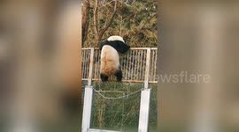 Tourists film as giant panda makes great escape from enclosure at Beijing Zoo