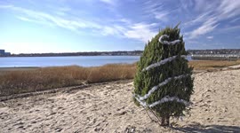 Little Christmas tree on beach in sunny warm day in December 2021
