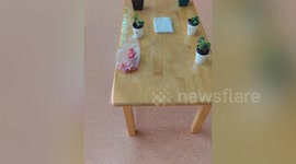 Student misunderstands and brings bag of meat instead of plant to school in China