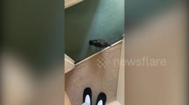 Hilarious moment WILD pigeon breaks into a London home and refuses to leave