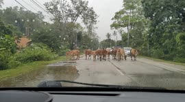 Herd of cows from nowhere blocking middle of road in Malaysia