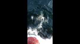 Playful dolphins swim with ship in the Celtic Sea