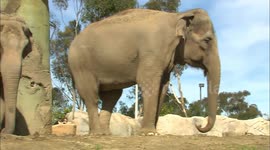 Watch how zookeepers introduce a new elephant to the herd