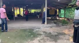 Huge cobra found curled up in ceiling of family’s home in Thailand