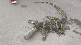 Monitor lizard rescued after getting its head stuck in plastic bottle