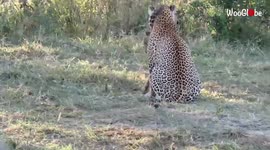 'Head-turning close-up shots of leopards mating in Maasai Mara'