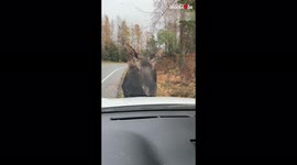 Curious moose calf licks wildlife photographer's car in Alaska