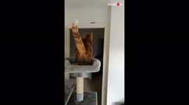 'Cat tries to jump from pet tower to the top of door *MUST-SEE OUTCOMES!* '