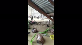 Philippines: Flooding Due To Typhoon Rai In Visayas And Mindanao Regions 8