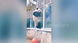 Watch this mischievous panda use toy to climb his way out of enclosure at Beijing Zoo
