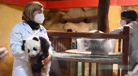 Twin panda cubs given their names 100 days after being born at Madrid zoo in Chinese tradition