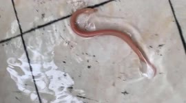 Vietnamese farmer discovers bizarre eel with bright pink skin and red eyes