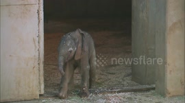 Healthy elephant calf born at San Diego Zoo delights keepers