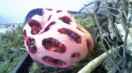 Bizarre blooming fungus timelapse is oddly satisfying and kind of gross