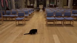 Naughty black cat climbs Christmas nativity scene in a London church