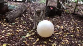 Beautiful lynx plays with a giant white ball in Russian zoo
