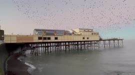 Thousands of starlings burst out from under the iron structure of the famous Royal Pier of Aberystwyth, West Wales, UK.