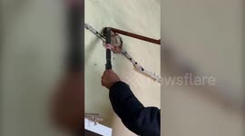 Venomous snake enters school premises, gets rescued in central India