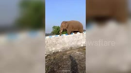 Locals parade around elephant in eastern India