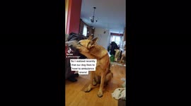 Owner discovers that her German shepherd likes to howl at sirens!