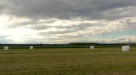 Drone attacked by a stork bird - Drone approaches some storks
