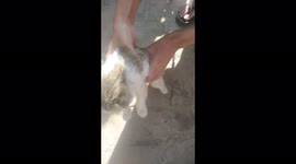 a beautiful kitten caught from inside the house, that came to hide for safe place in winter