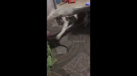 Vietnamese cat plays hide-and-seek with new mouse friend less keen on the game