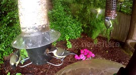 Extreme nut challenge - a family of grey squirrels make incredible jumps to reach nut feeders in a UK garden