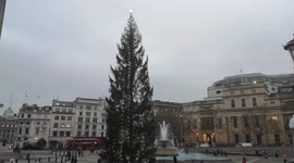 Threadbare Trafalgar Square Christmas Tree