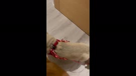 Baby the Chihuahua pulls the Xmas sleigh