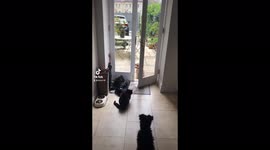 Cats will always rule over dogs.
