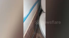 Wild snake found hiding in family's toilet in Thailand