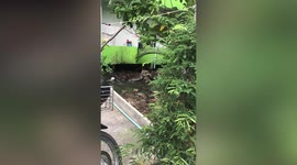 Three monitor lizard fight each other in pond outside apartment