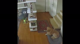 Dog briefly perturbed as earthquake shakes home in northern Italy