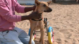 Disabled dog can move around again thanks to wheelchair made from children’s bicycle in Gaza