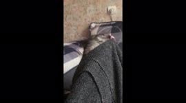 Russian cat gets tongue hilariously stuck to sweater when it tries to lick it