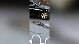 Escaped crocodile spotted crossing road in southern Chinese city
