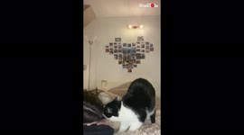 Awww: Kind cat comforts French woman pretending to cry