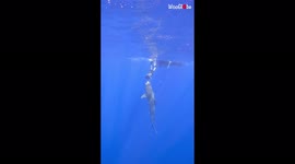 Brave diver casually redirects ascending tiger shark with a push to the nose
