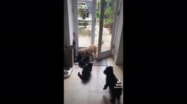Black cat shows wimpy dog who is boss, in Yorkshire, UK
