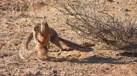 Funny video of two adorable ground squirrels wrestling