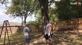 ''DAD FAIL!' Man crashes to ground after attempt to climb tree with a rope goes wrong 
'