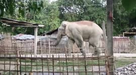 Elephant strolls through Indian village unbothered by nearby locals
