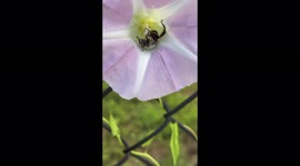 Did you know bees take naps? Yup! Randomly, throughout the day.