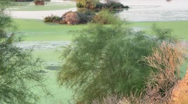 Parque Metropolitano Hermosillo , humedal y parque recreativo con aguas negras recicladas en el poniente de Hermosillo. Agua color verde, color color Aqua, lago artificia